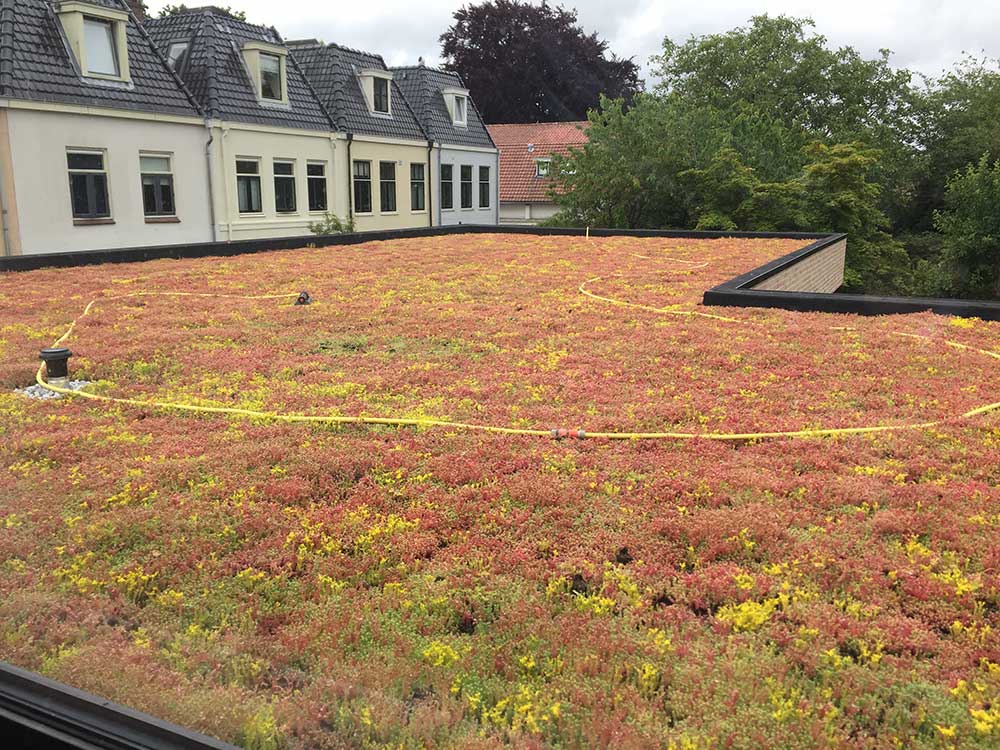 Koeleman Bouw Groene daken